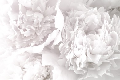 Image of Beautiful blooming white peonies as background, closeup