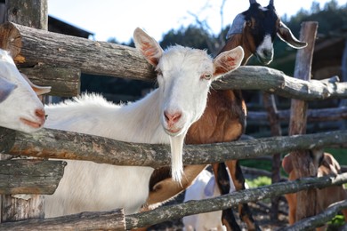 Cute goats inside of paddock at farm