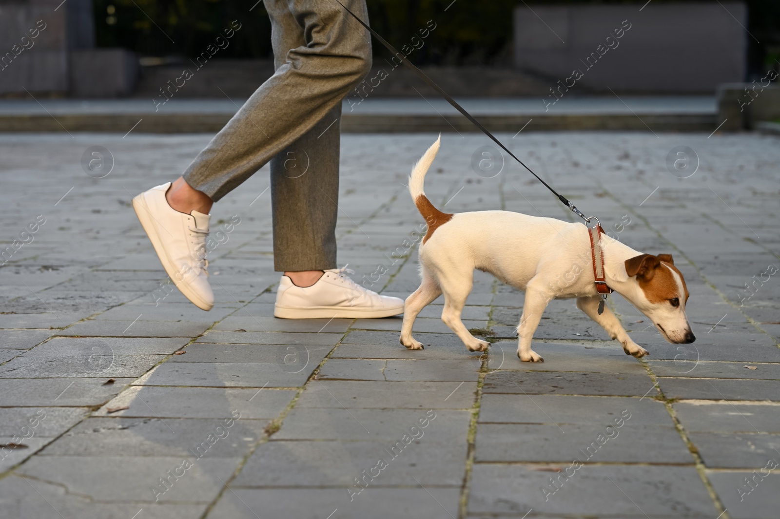 Photo of Man with adorable Jack Russell Terrier on city street, closeup. Dog walking