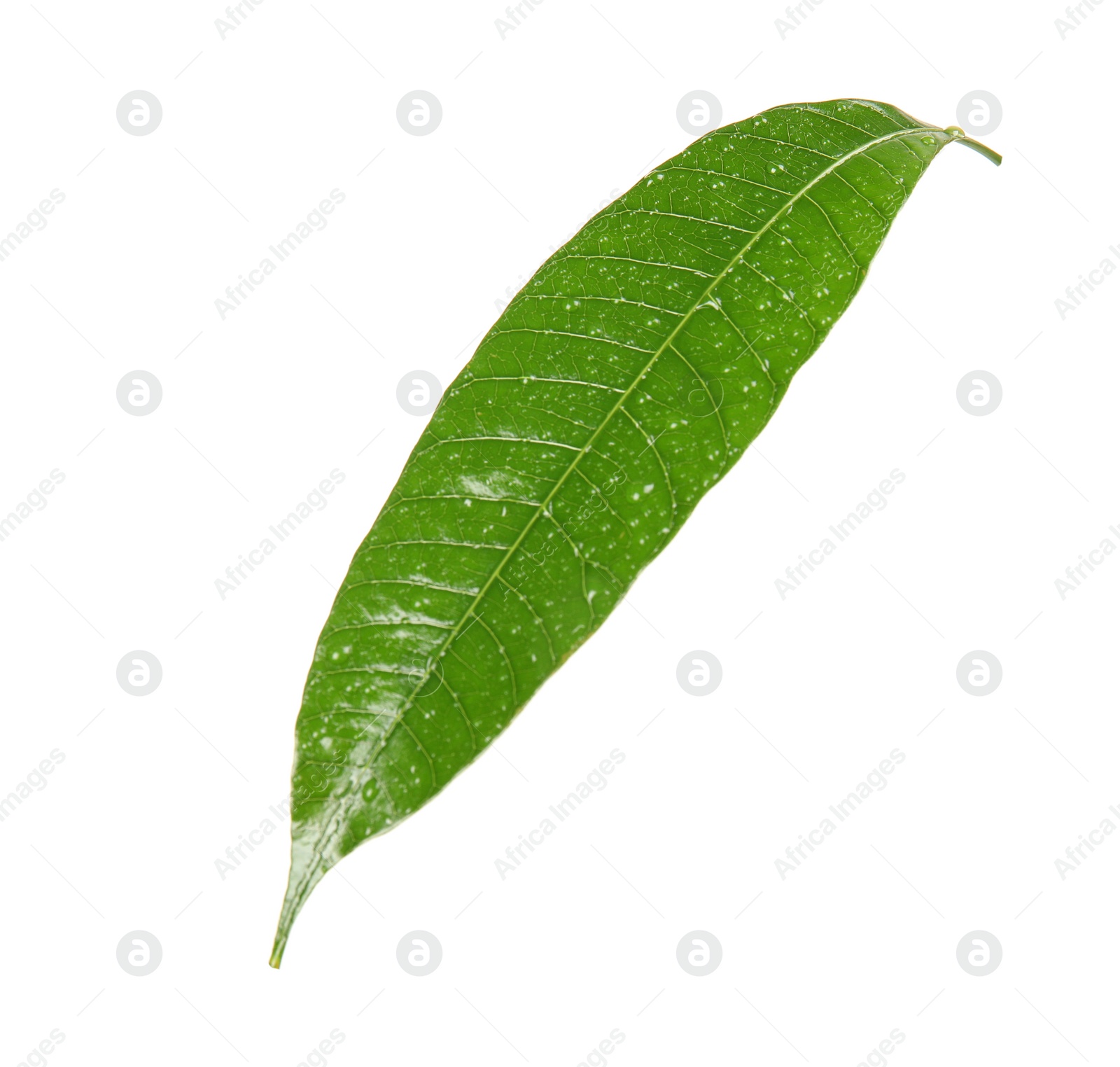 Photo of Green mango leaf with water drops on white background