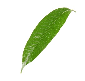 Green mango leaf with water drops on white background