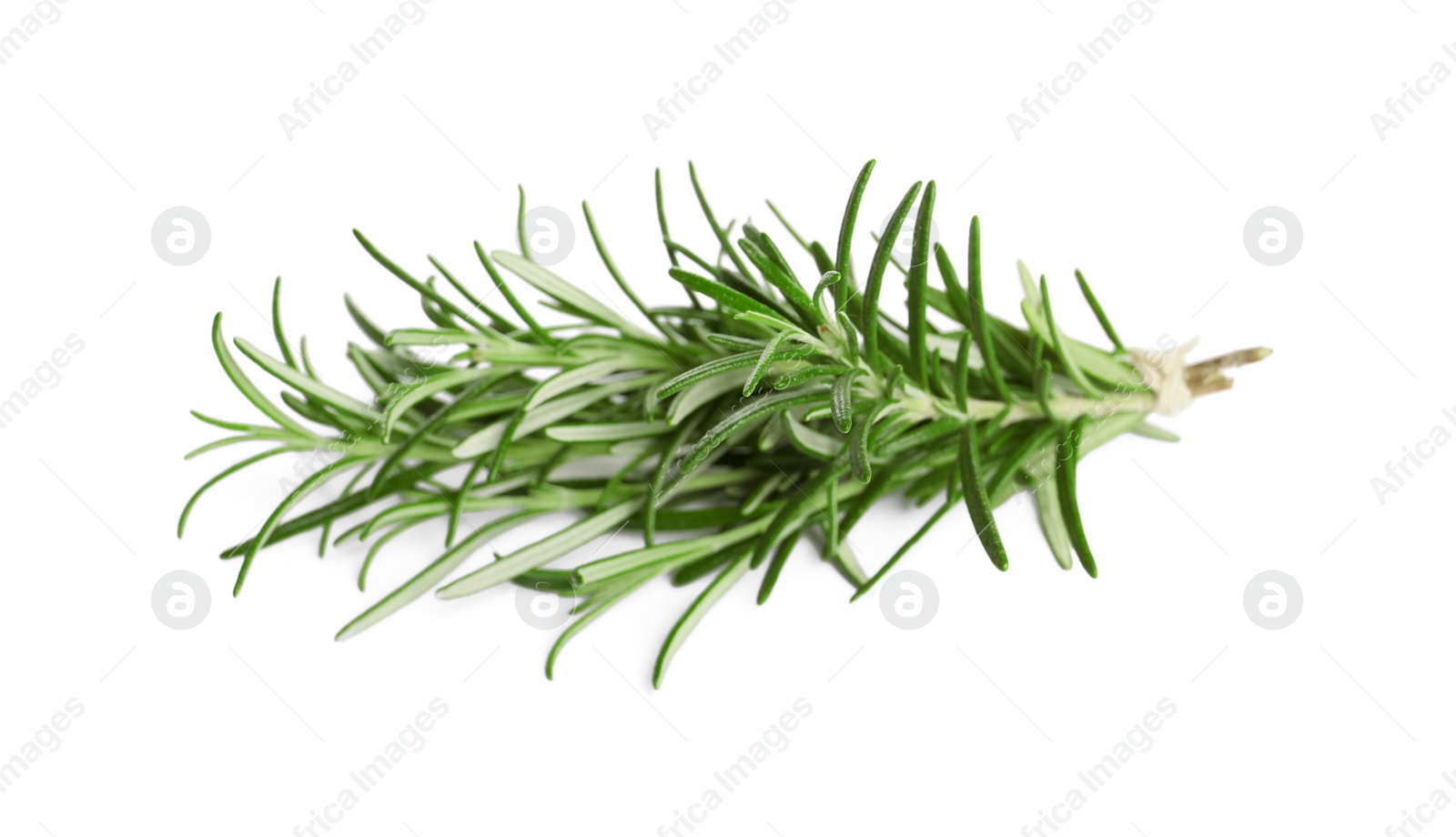 Photo of Sprig of fresh rosemary isolated on white