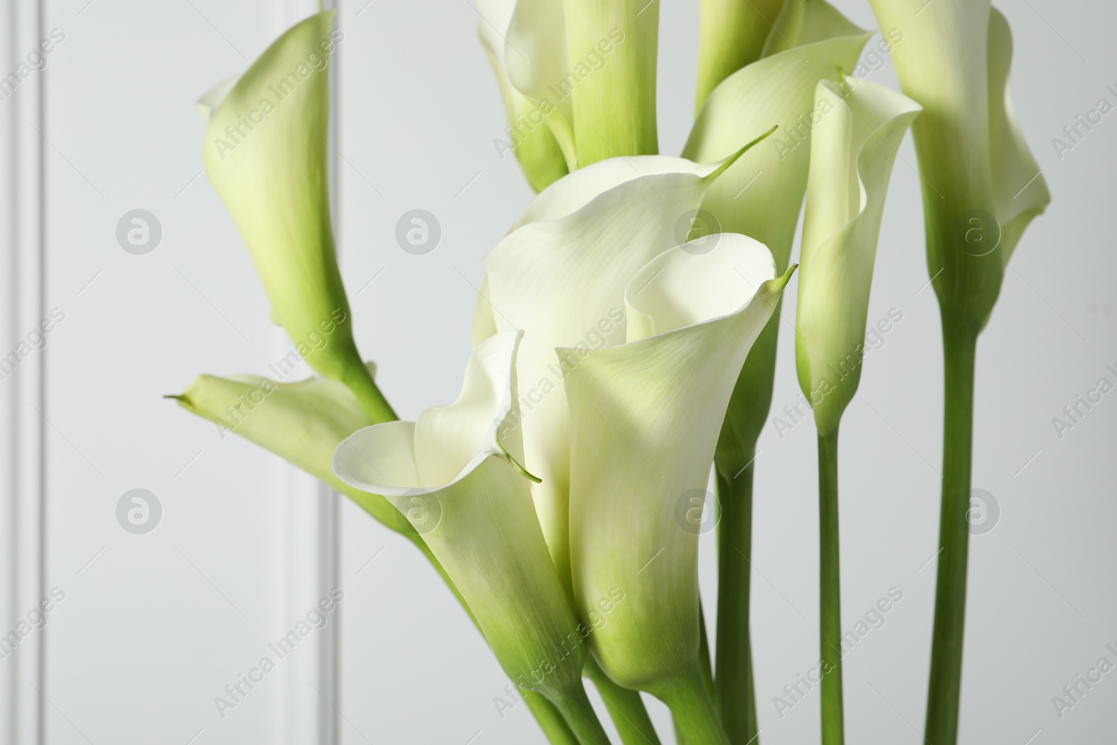 Photo of Beautiful calla lily flowers on white background, closeup