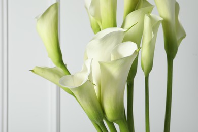 Photo of Beautiful calla lily flowers on white background, closeup