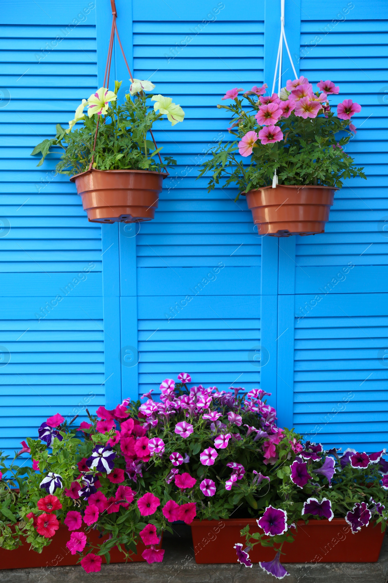 Photo of Beautiful petunia flowers in pots near blue folding screen