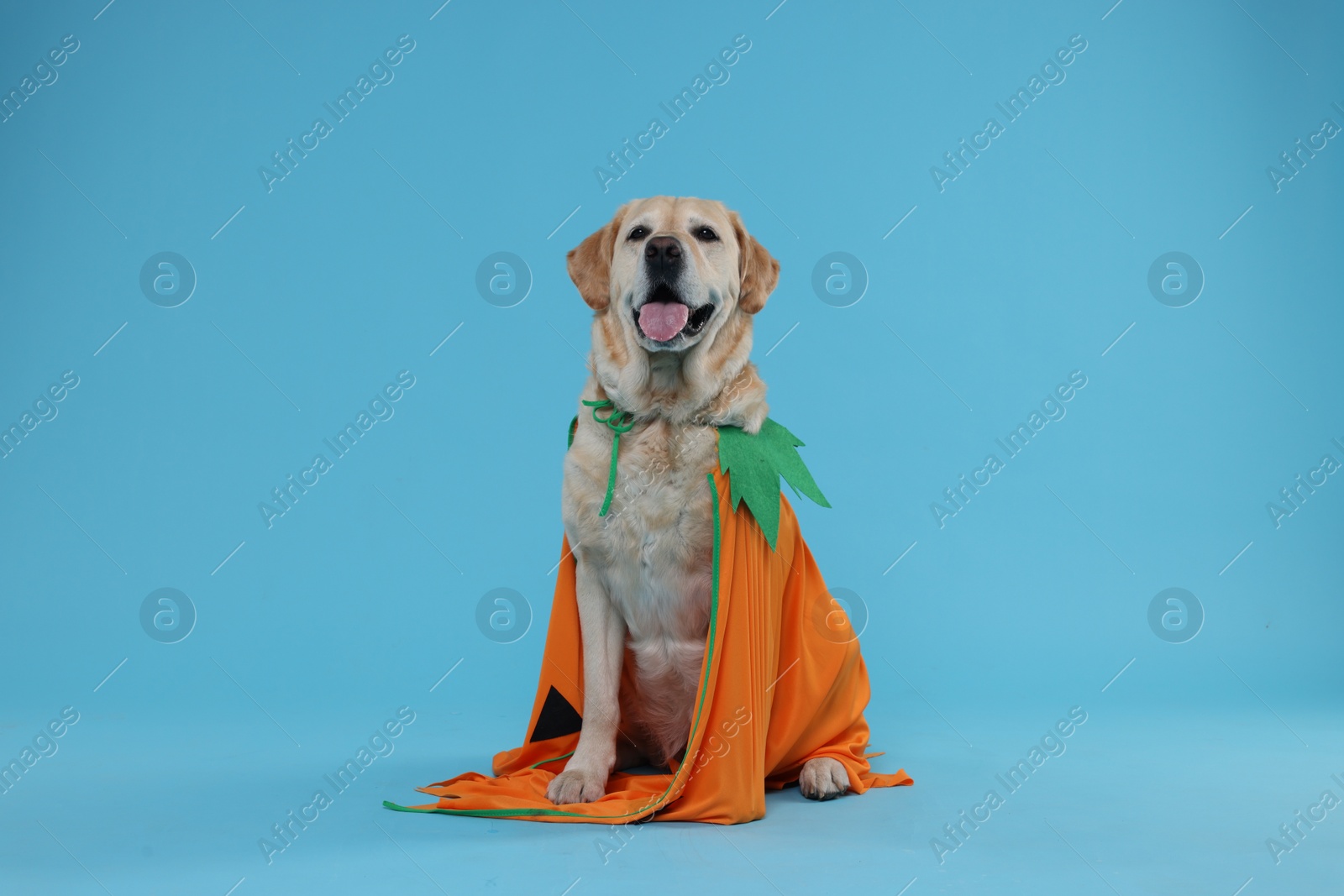 Photo of Cute Labrador Retriever dog in Halloween costume on light blue background