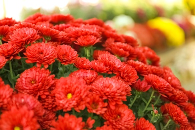 Beautiful fresh bouquet of colorful chrysanthemum flowers