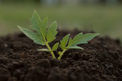 Photo of Beautiful young tomato seedling in ground outdoors, closeup