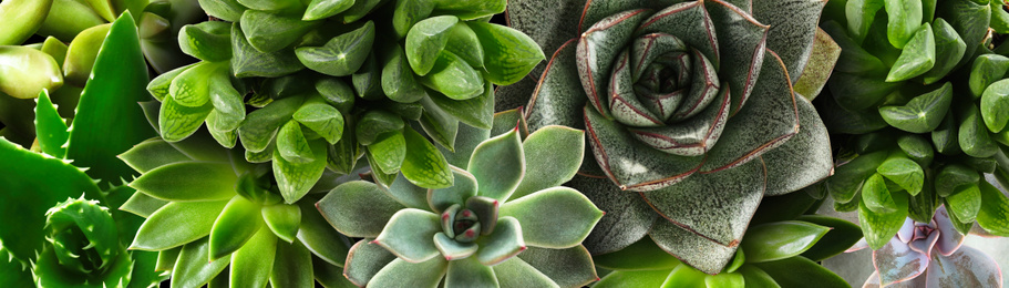 Different beautiful succulents as background, top view. Banner design