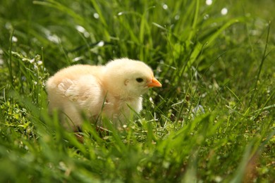 Cute chick on green grass outdoors, closeup. Baby animal