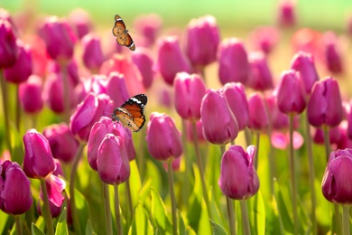 Beautiful butterflies and blossoming tulips outdoors on sunny spring day