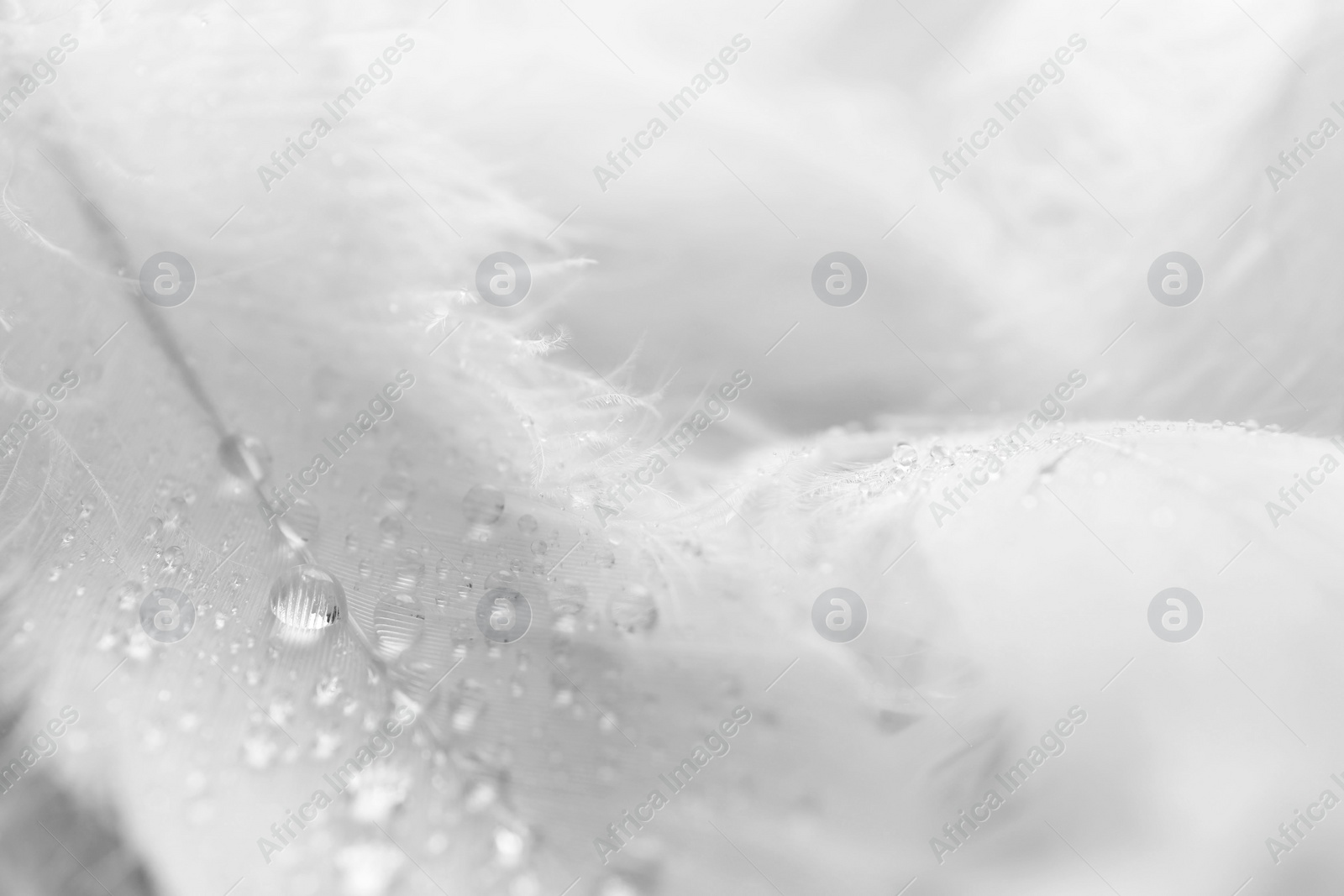 Photo of Fluffy white feathers with water drops as background, closeup