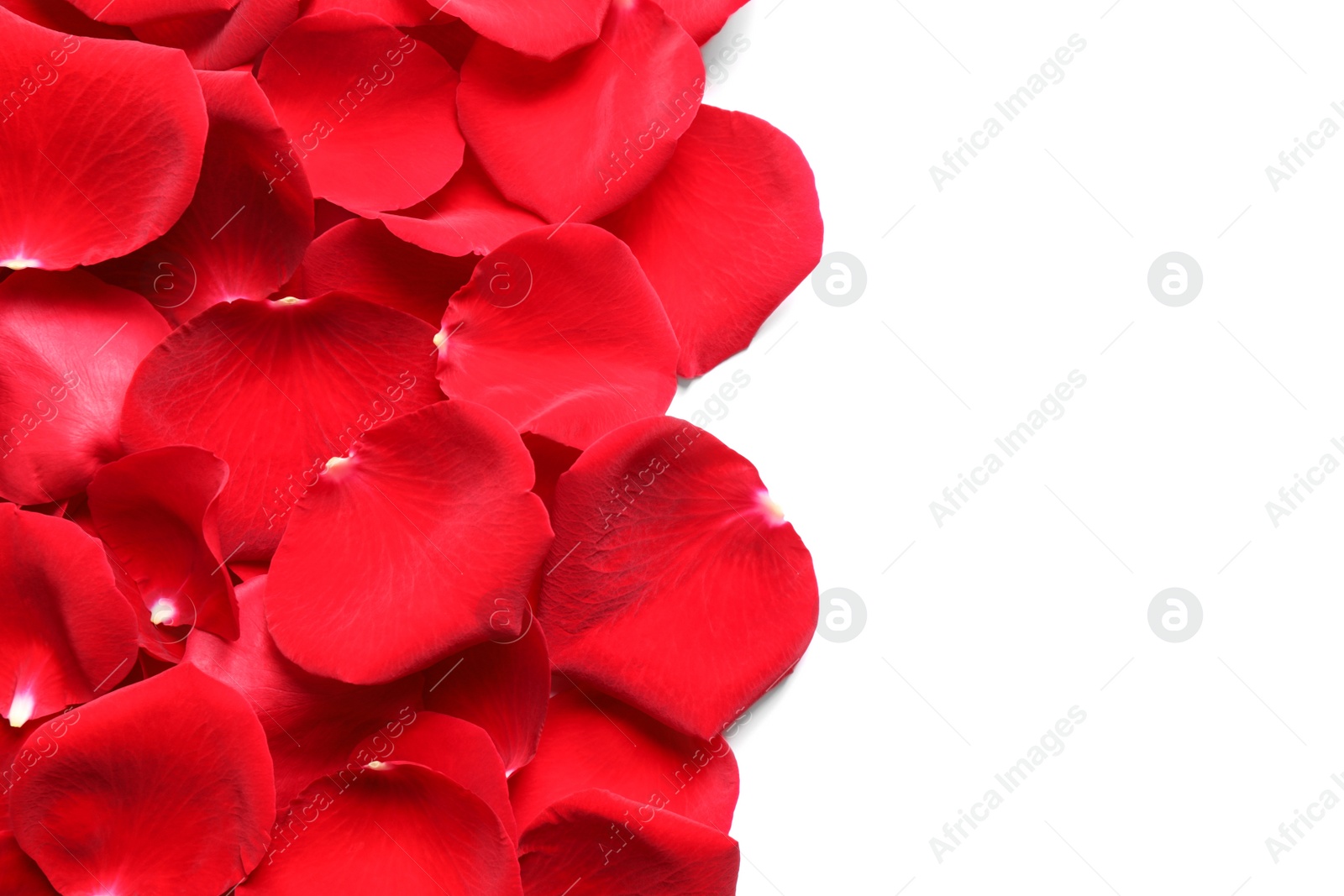 Photo of Pile of red rose petals on white background, top view