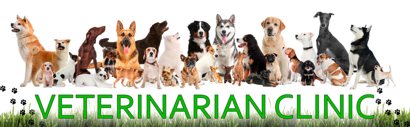 Image of Collage with different dogs and text VETERINARIAN CLINIC on white background. Banner design
