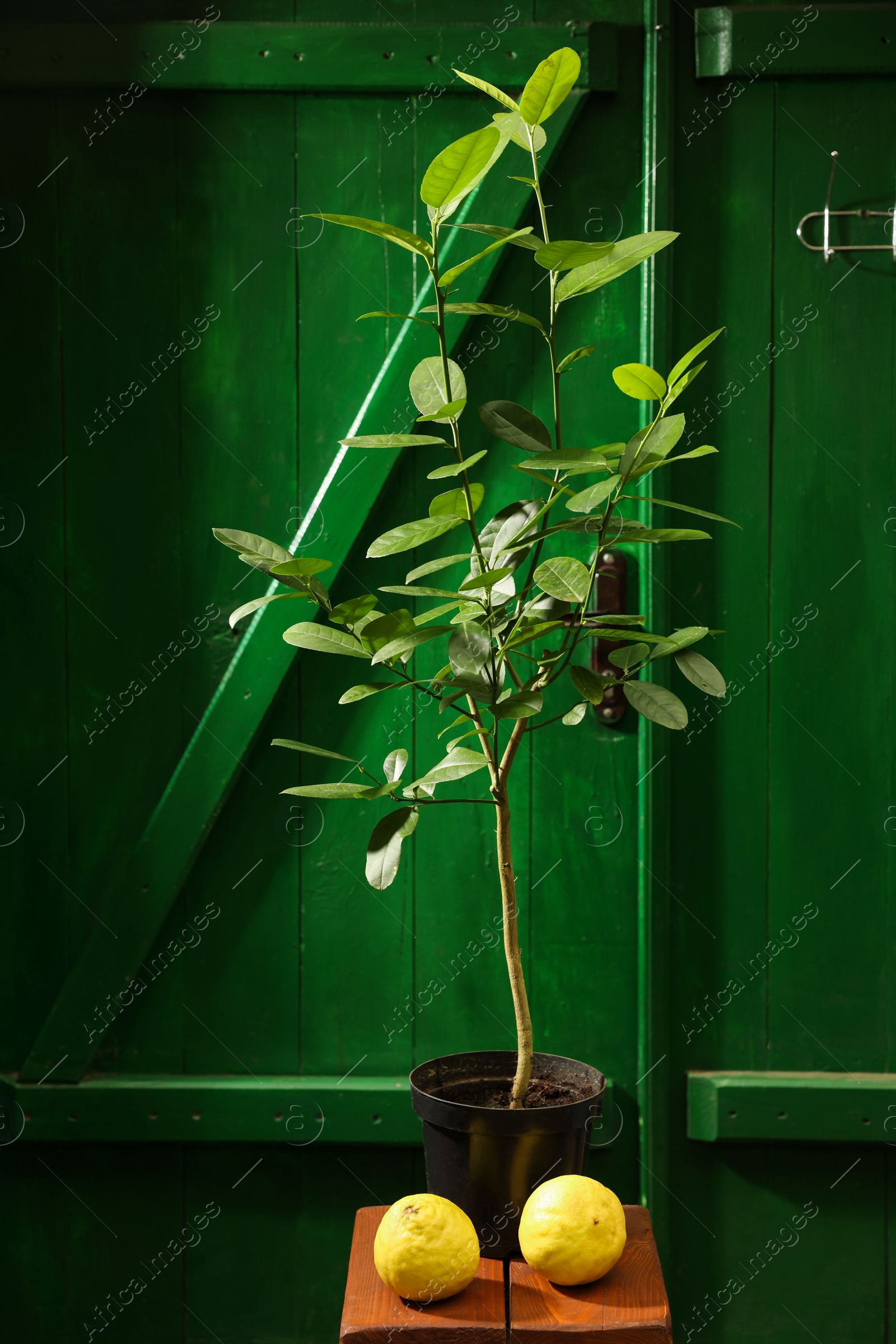 Photo of Lemon tree with ripe fruits on wooden stand in greenhouse