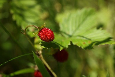 Photo of Small wild strawberry growing on stem outdoors, closeup