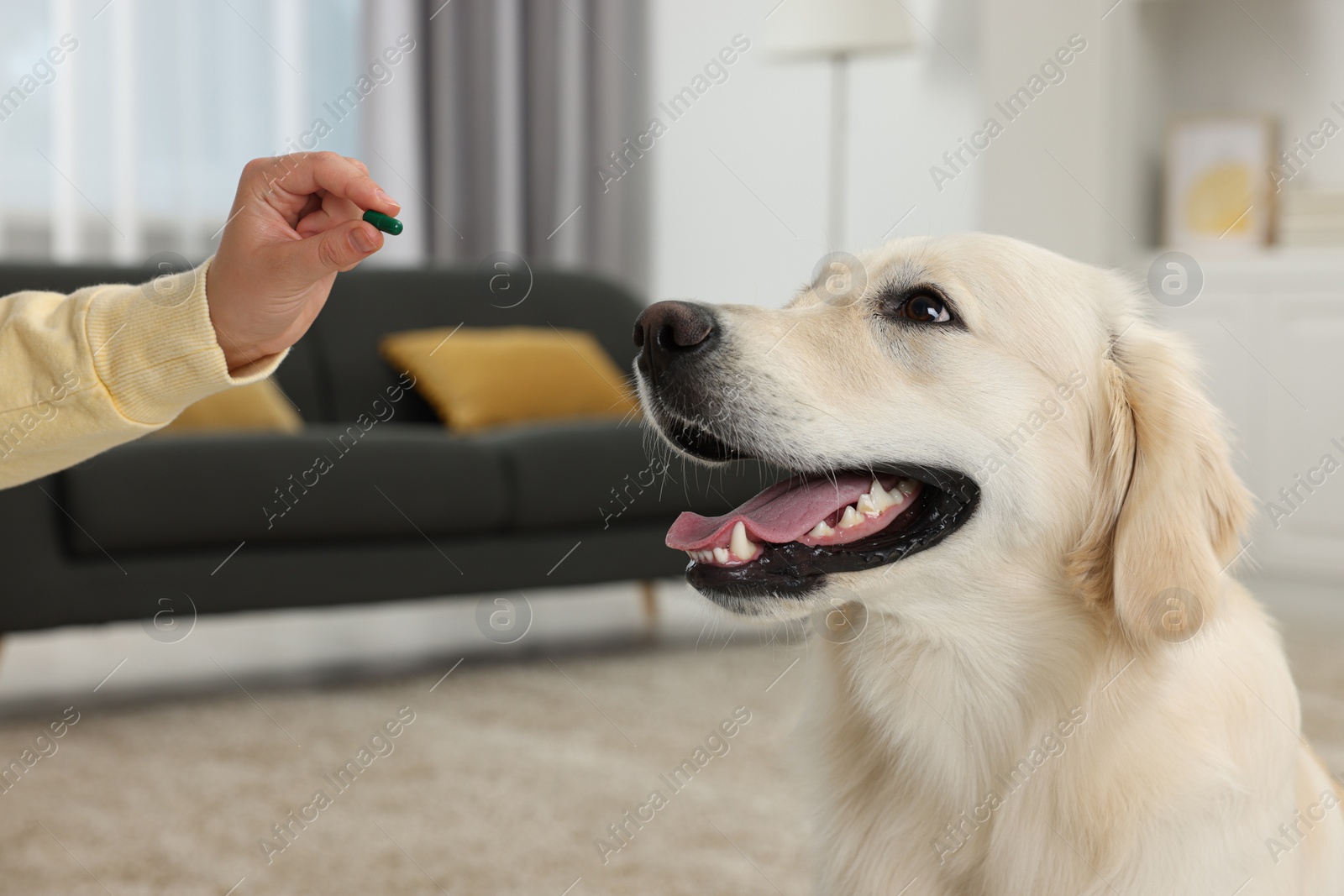 Photo of Woman giving pill to cute Labrador Retriever dog indoors, closeup