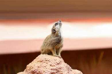 Cute meerkat in zoo enclosure. Exotic animal