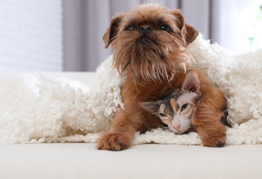 Photo of Adorable dog looking into camera and cat under blanket together on sofa at home. Friends forever