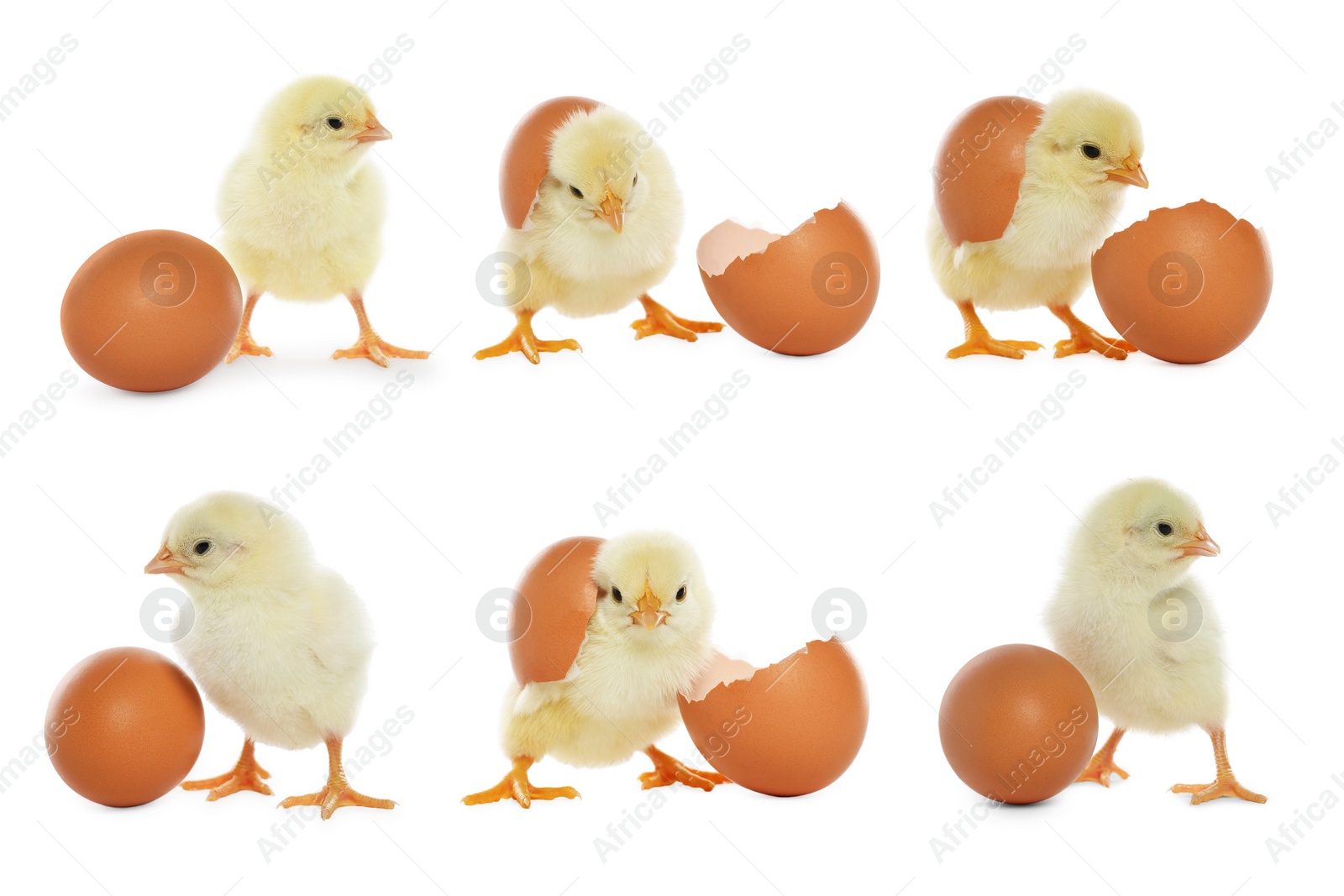 Image of Collage with small cute baby chicken and egg isolated on white