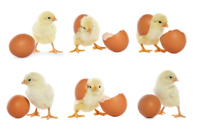 Image of Collage with small cute baby chicken and egg isolated on white