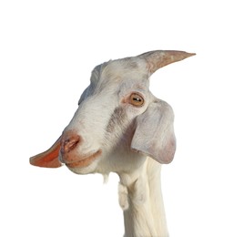 Cute goat isolated on white. Farm animal