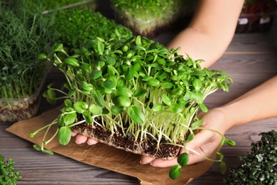 Woman holding fresh microgreen over wooden table, closeup