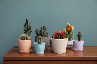 Beautiful cacti in flowerpots on table near color wall