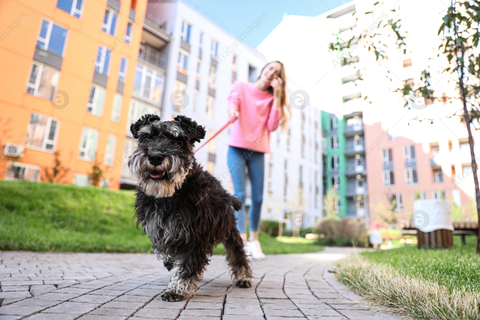 Photo of Woman walking her adorable Miniature Schnauzer dog outdoors