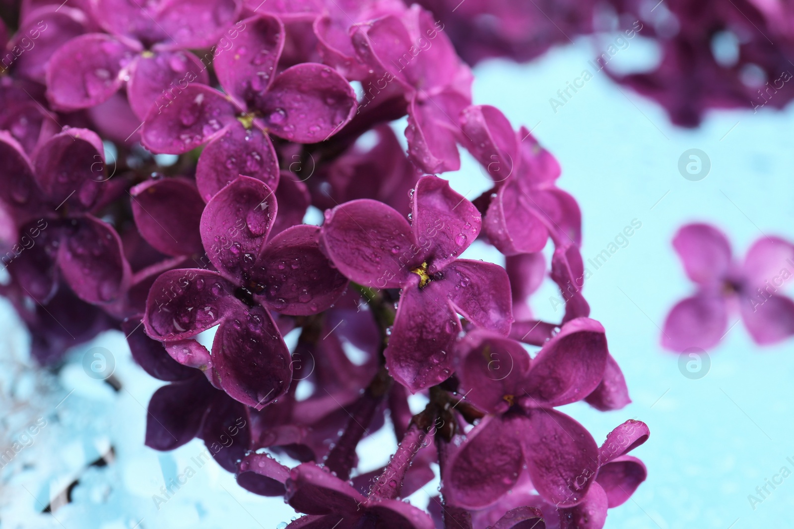 Photo of Beautiful wet lilac flowers on light blue glass surface, closeup