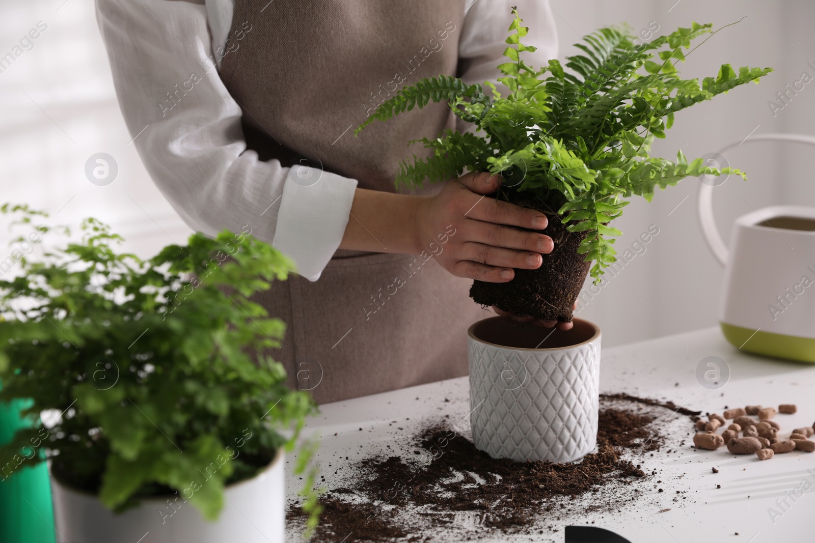 Photo of Woman planting fern at white table indoors, closeup