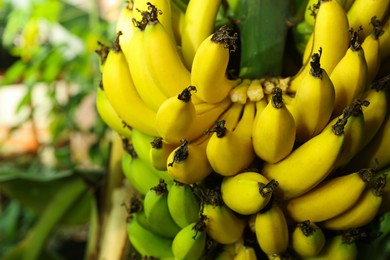 Photo of Delicious bananas growing on tree outdoors, closeup view. Space for text