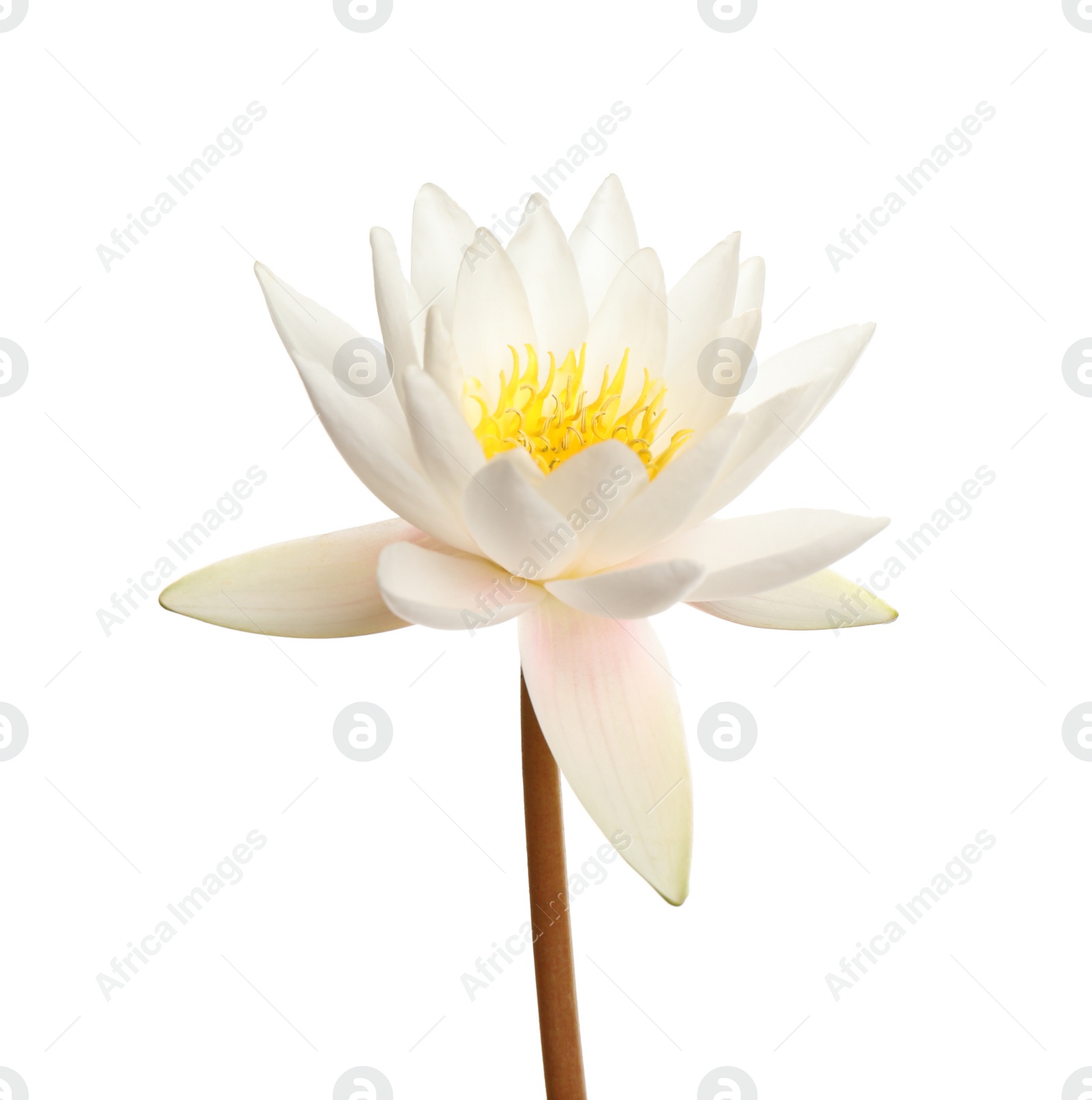 Photo of Beautiful blooming lotus flower isolated on white