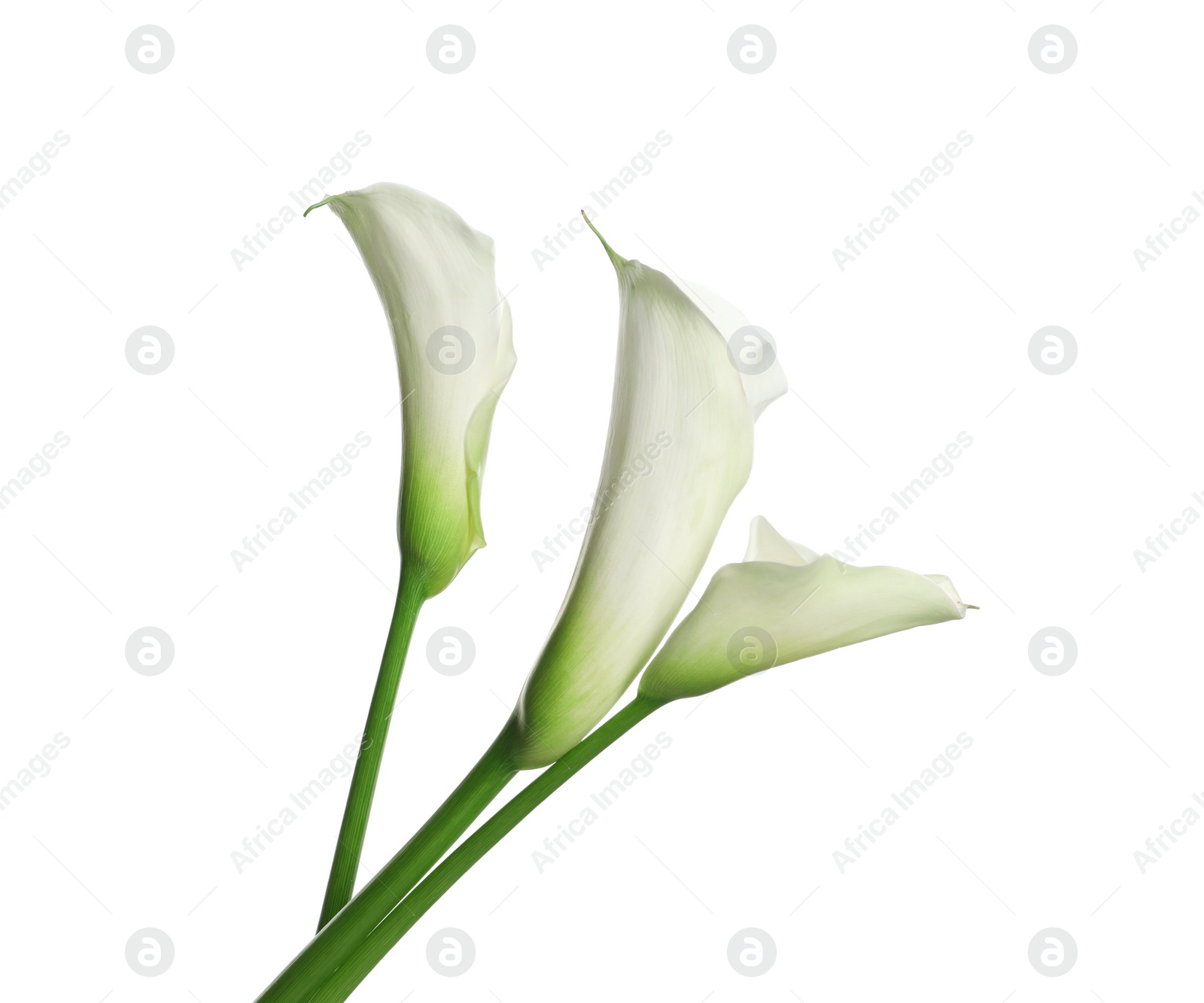 Photo of Beautiful calla lily flowers on white background