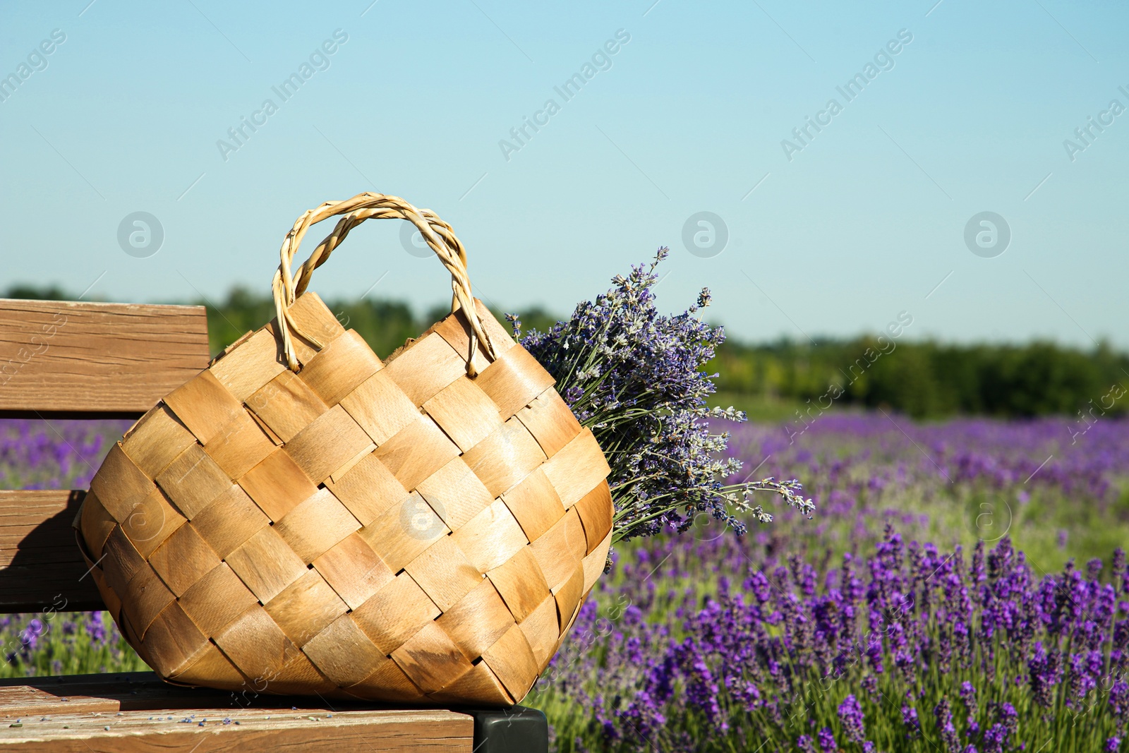 Photo of Wicker bag with beautiful lavender flowers on wooden bench in field, space for text