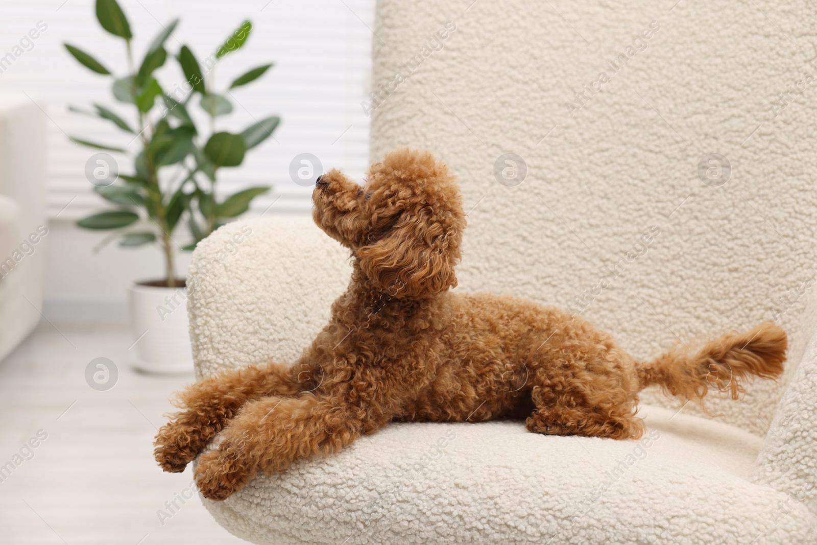 Photo of Cute Maltipoo dog resting on armchair at home. Lovely pet