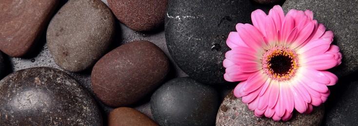 Image of Spa treatment. Many stones and gerbera flower, top view with space for text. Banner design