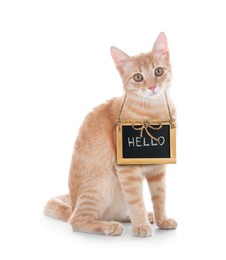 Image of Adorable cat with Hello sign on white background