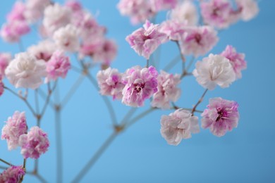 Beautiful dyed gypsophila flowers on light blue background, closeup