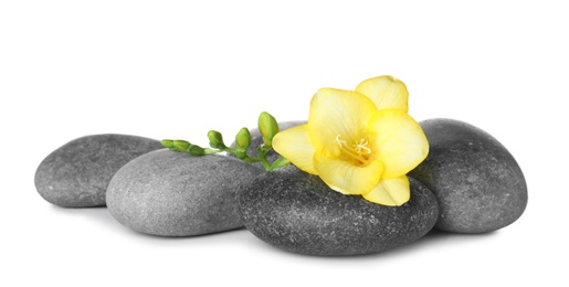 Grey spa stones and fresh flowers isolated on white