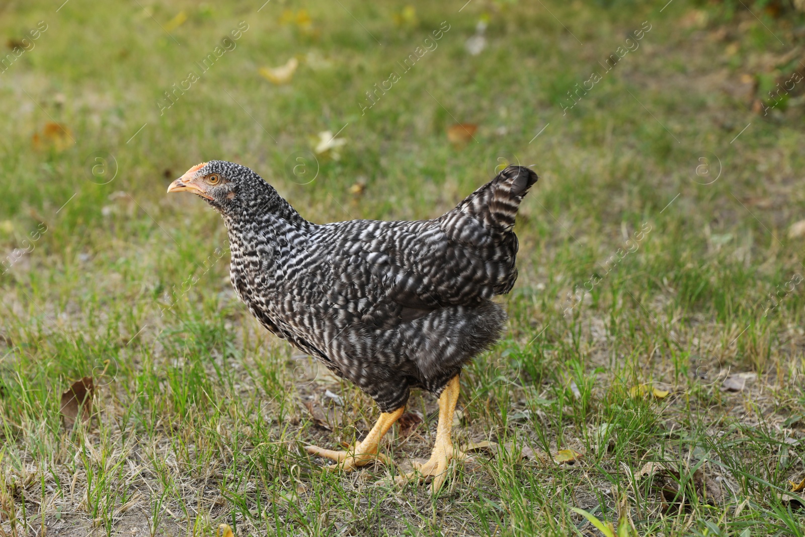 Photo of Beautiful chicken on green grass in farmyard. Domestic animal