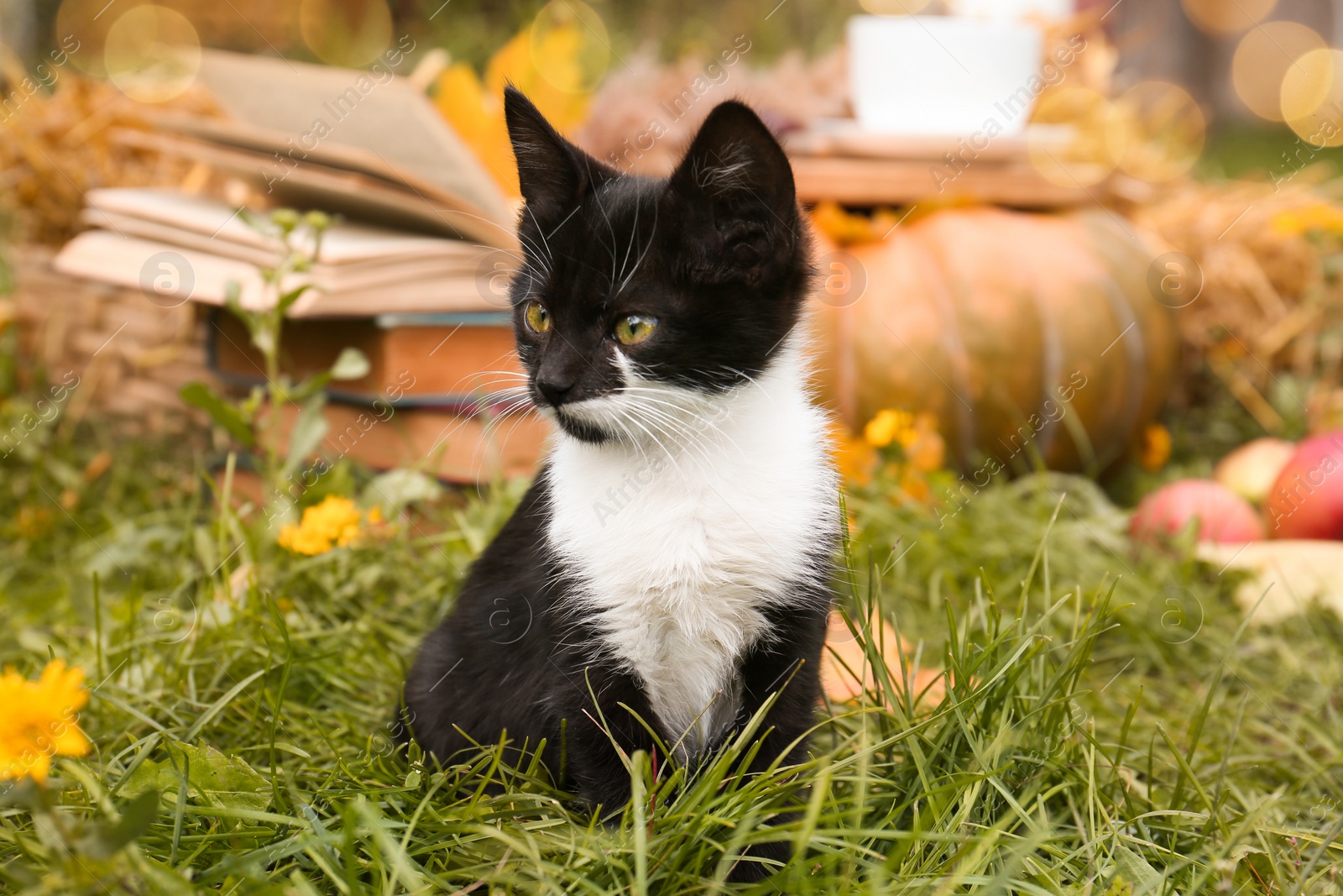 Photo of Adorable black and white kitten sitting on green grass outdoors. Autumn season