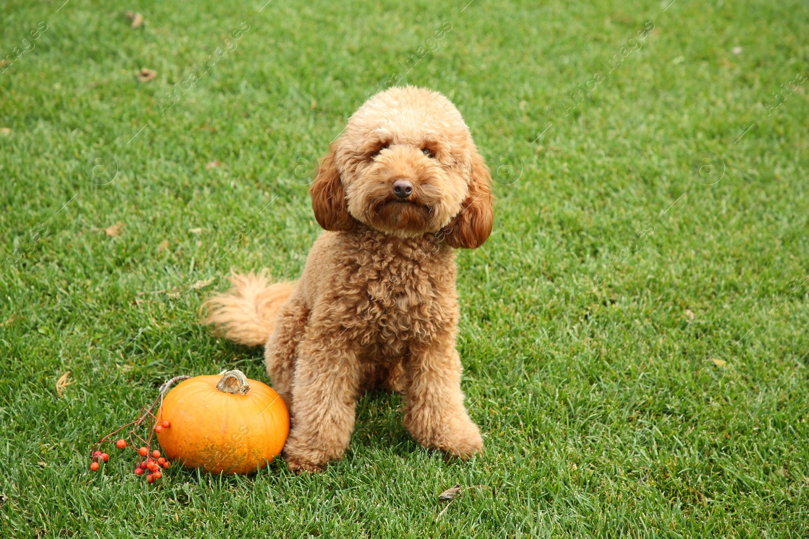 Photo of Cute fluffy dog, pumpkin and red berries on green grass in park