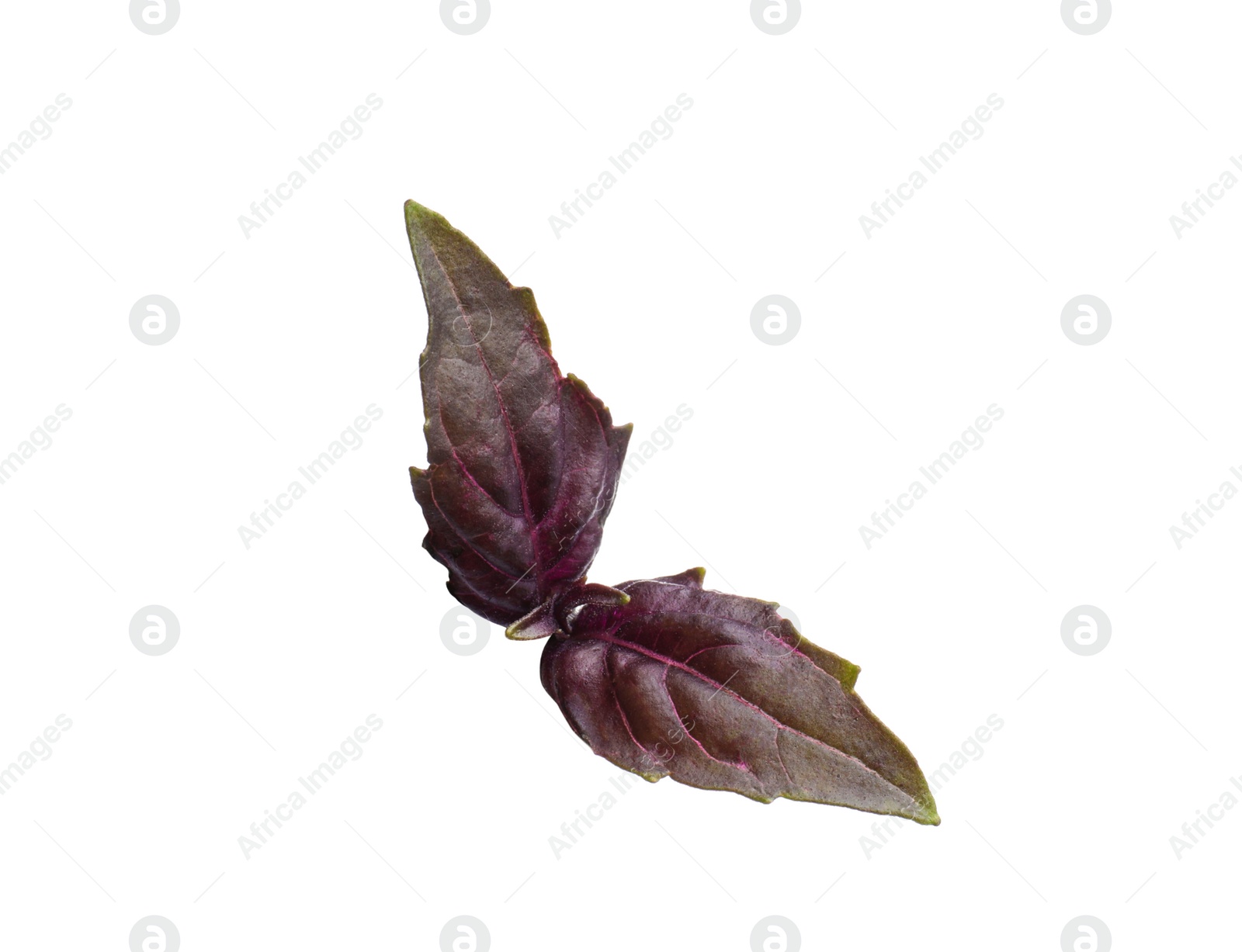 Photo of Aromatic red basil sprig isolated on white. Fresh herb