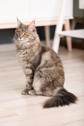 Photo of Adorable Maine Coon cat on floor at home