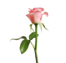 Beautiful rose flower on white background