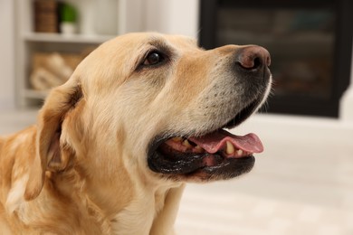 Photo of Cute Golden Labrador Retriever at home, closeup view