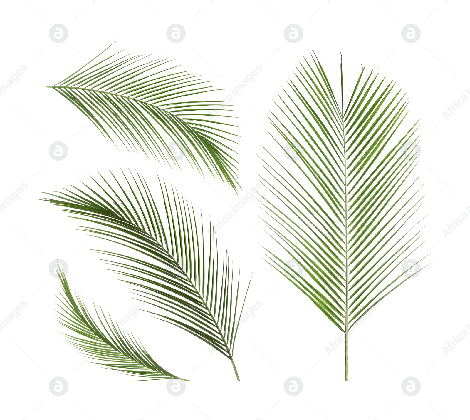 Image of Set of tropical leaves on white background