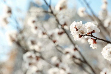 Beautiful apricot tree branch with tiny tender flowers outdoors, space for text. Awesome spring blossom