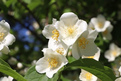 Closeup view of beautiful blooming white jasmine shrub outdoors